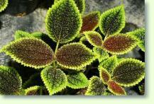 Kanonierblumen Pilea involucrata