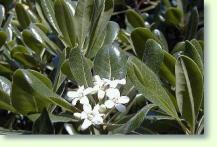 Klebsamen Pittosporum