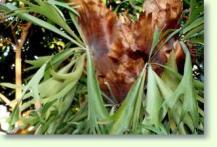Zum vergrößern klicken Platycerium bifurcatum