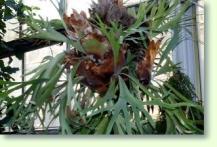 Zum vergrößern klicken Platycerium bifurcatum