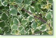 Plectranthus forsteri