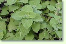 Plectranthus parviflorus