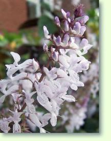 Harfenstrauch Plectranthus oertendahlii