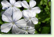 Plumbago auriculata alba