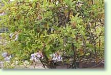 Zum vergrößern klicken Bleiwurz Plumbago auriculata