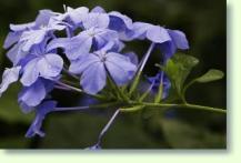 Plumbago auriculata Blüten