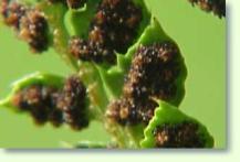 Zum vergrößern klicken Polystichum aculeatum