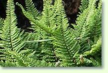 Zum vergrößern klicken Schildfarn Polystichum