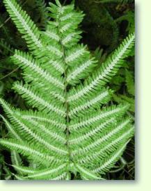 Zum vergrößern klicken Pteris argyrea