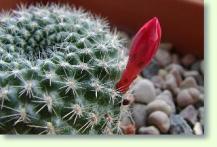 Rebutia