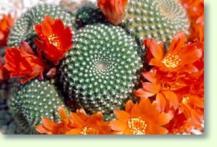 Kaktee: Rebutia