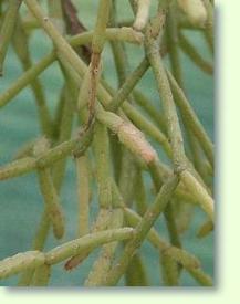 Rhipsalis cereuscula