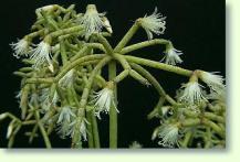 Rutenkaktus Rhipsalis cereuscula