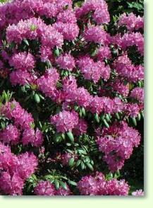 Rhododendron