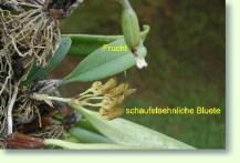 Rhytionanthos Blüte