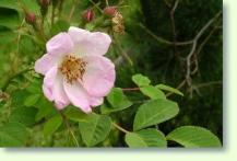 Rosen Rosa gymnocarpa