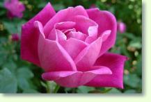 Rosen Rosa chinensis