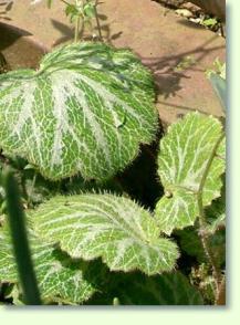 Steinbrech Saxifraga stolonifera