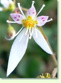 Judenbart Saxifraga stolonifera