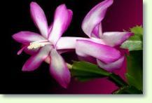 Zum vergrößern klicken Schlumbergera trunctata