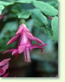 Zum vergrößern klicken Weihnachtskaktus Schlumbergera buckleyi