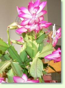 Weihnachtskaktus Schlumbergera