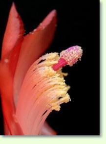Zum vergrößern klicken Weihnachtskaktus Schlumbergera
