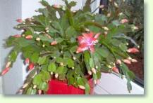 Zum vergrößern klicken Weihnachtskaktus schlumbergera