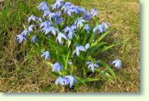 Zum vergrößern klicken Blausterne Scilla siberica