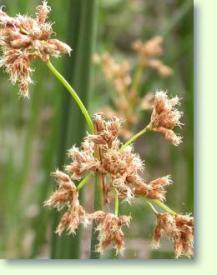 Scirpus holoschoenus