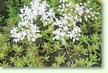 Zum vergrößern klicken Mauerpfeffer Sedum album