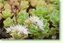 Zum vergrößern klicken Mauerpfeffer: Sedum album
