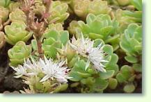 Sedum glaucophyllum