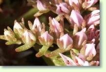 Mauerpfeffer Sedum album