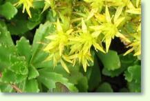 Fetthenne Sedum album