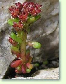 Fetthenne Sedum atratum