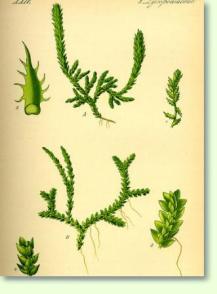 Mooskraut Selaginella canaliculata