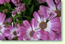 Senecio cruentus