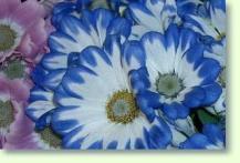 Senecio cruentus