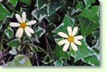 Zum vergrößern klicken Senecio macroglossus