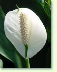 Blattfahne Spathiphyllum