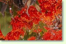 Zum vergrößern klicken Feuerradbaum Stenocarpus sinuatus