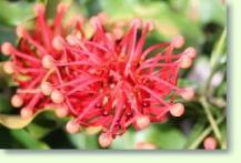 Zum vergrößern klicken Feuerradbaum Stenocarpus sinuatus