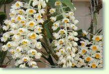 Dendrobium thyrsiflorum