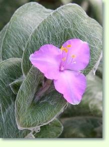 Tradescantia sillamontana