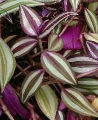 Tradescantia