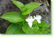 Tradescantia fluminensis