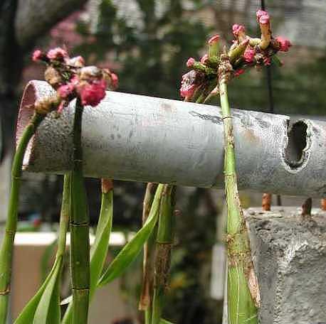 Trocknen der Versiegelungspaste an den Wurzeln der Orchidee