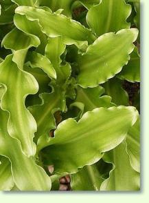 Zum vergrößern klicken Waldlilie Veltheimia capensis