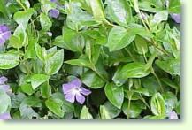 Vinca